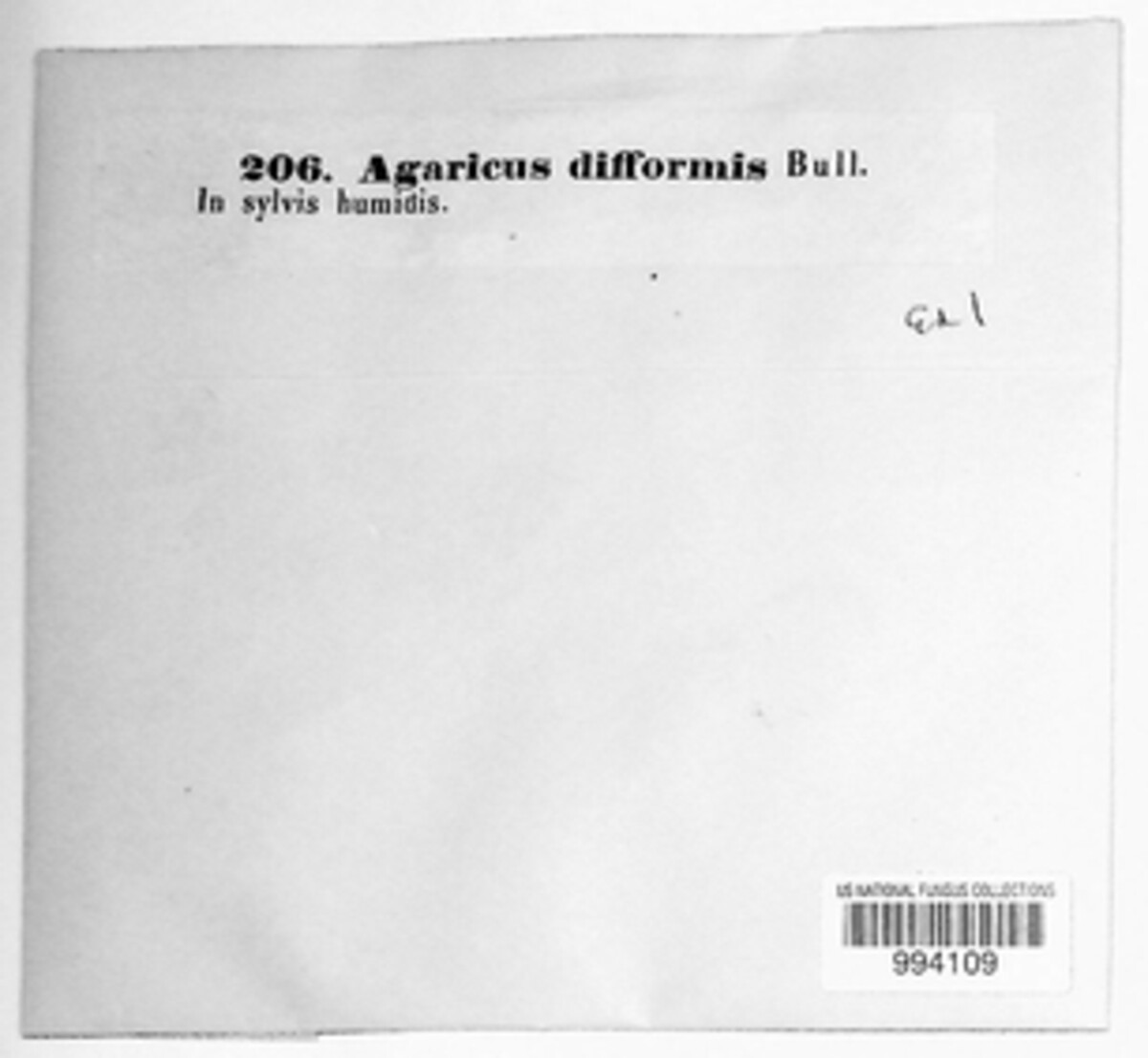 Agaricus difformis image